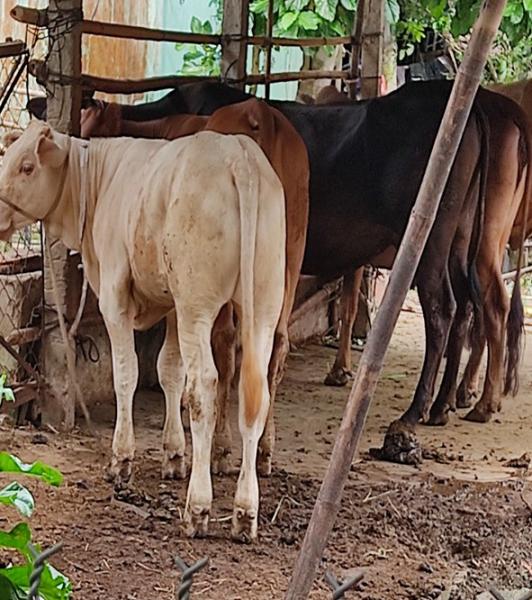 Đàn bò hiện tại của chị Nguyễn Thị Cẩm Trang