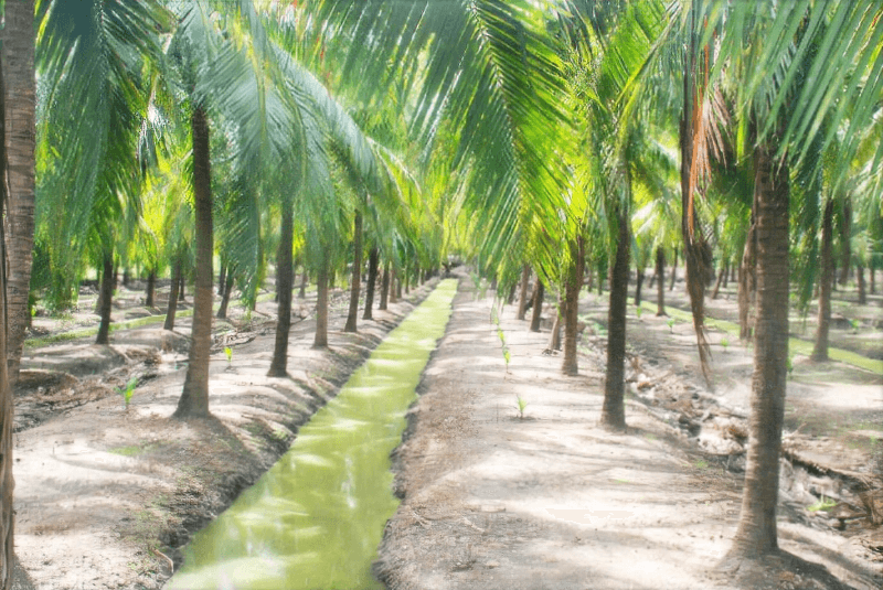 Khoảng cách trồng dừa