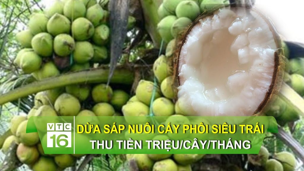 Dừa sáp