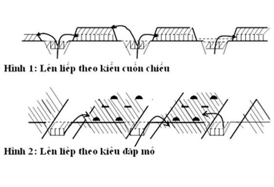 Kỹ thuật lên liếp